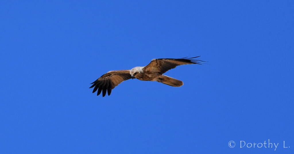 Whistling Kite (Haliastur sphenurus)