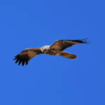 Whistling Kite (Haliastur sphenurus)