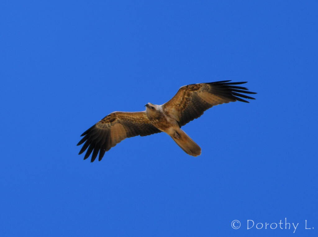 Whistling Kite (Haliastur sphenurus)