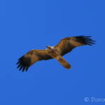 Whistling Kite (Haliastur sphenurus)