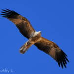 Whistling Kite (Haliastur sphenurus)