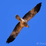 Whistling Kite (Haliastur sphenurus)