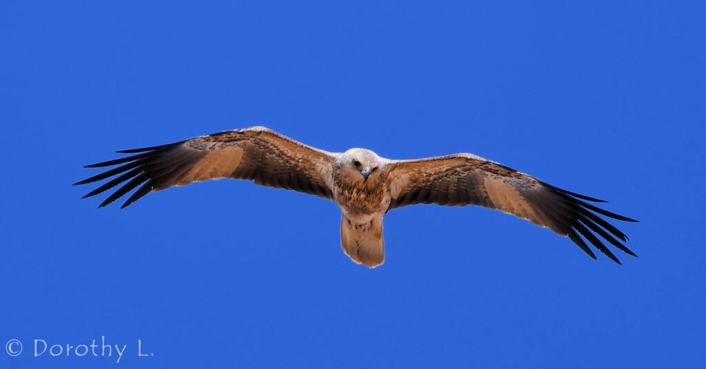 Whistling Kite (Haliastur sphenurus)
