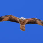 Whistling Kite (Haliastur sphenurus)