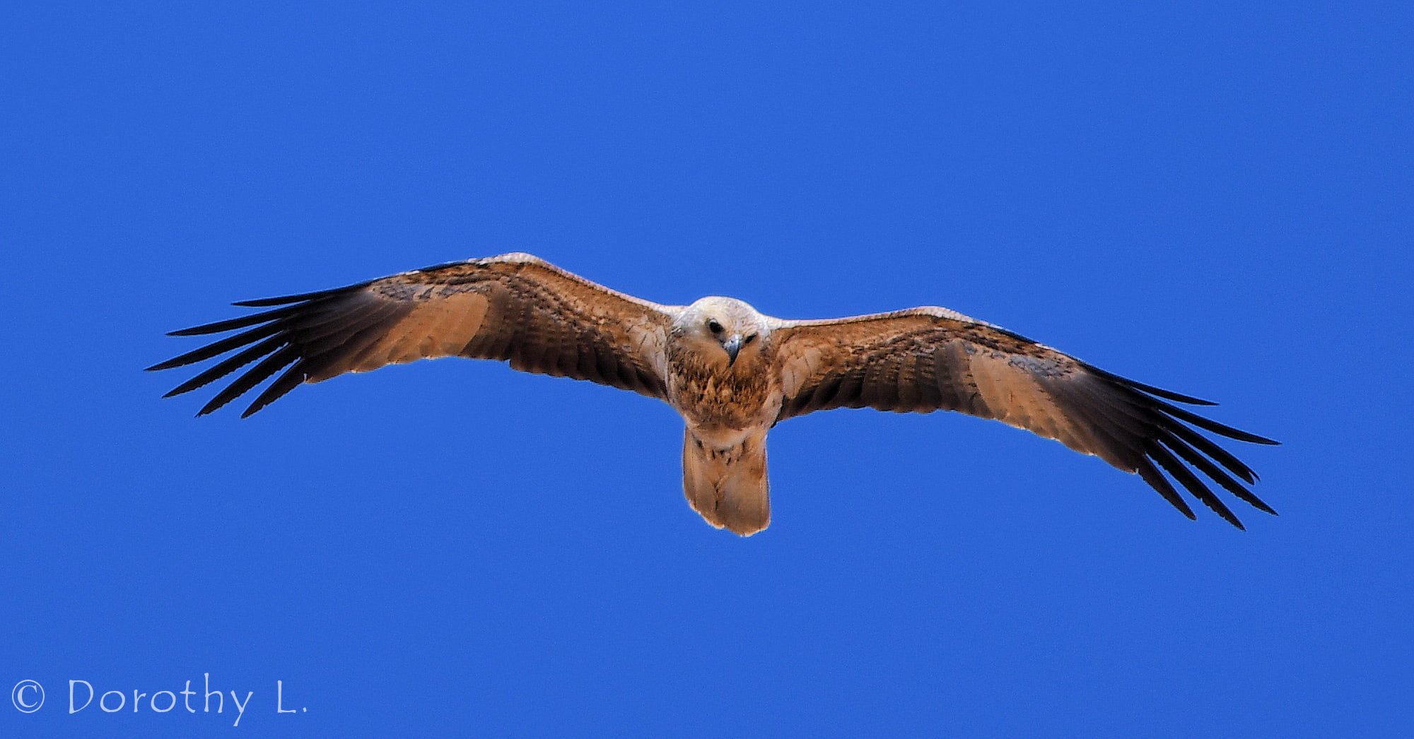 Whistling Kite (Haliastur sphenurus)