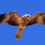 Whistling Kite (Haliastur sphenurus)