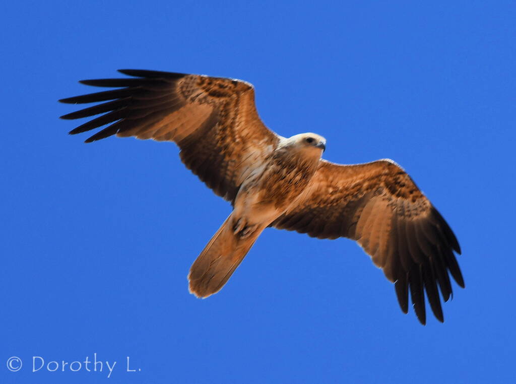 Whistling Kite (Haliastur sphenurus)