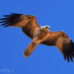 Whistling Kite (Haliastur sphenurus)