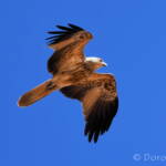 Whistling Kite (Haliastur sphenurus)