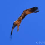 Whistling Kite (Haliastur sphenurus)