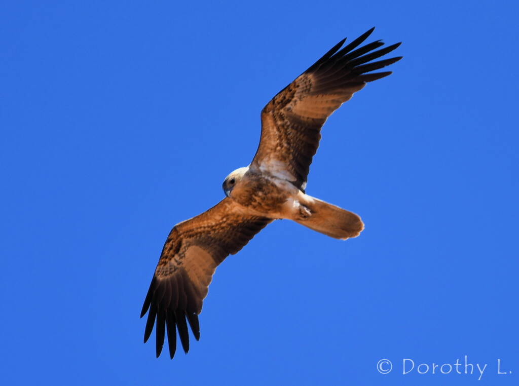 Whistling Kite (Haliastur sphenurus)
