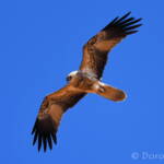 Whistling Kite (Haliastur sphenurus)