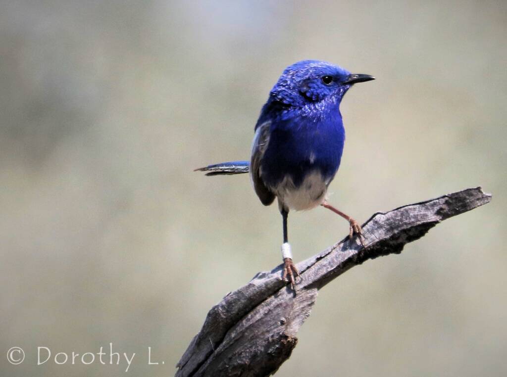 White-winged Fairywren (Malurus leucopterus)