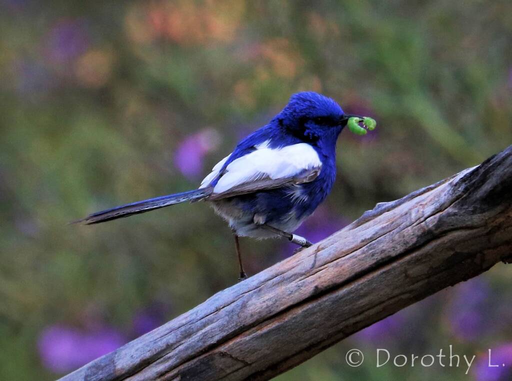 White-winged Fairywren (Malurus leucopterus)