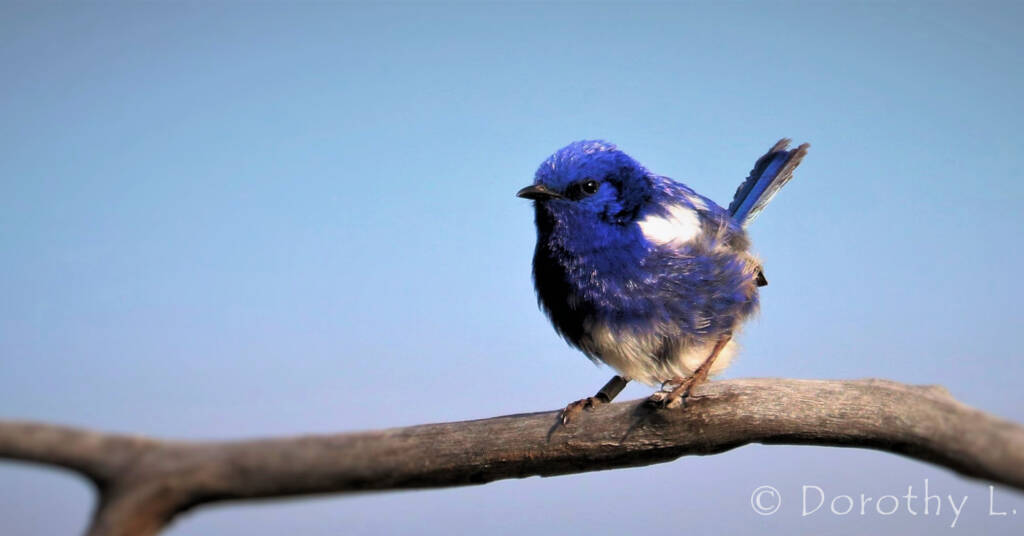 White-winged Fairywren (Malurus leucopterus)
