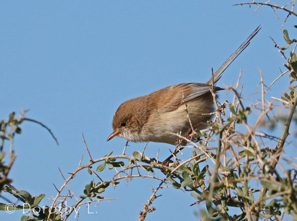 White-winged Fairywren (Malurus leucopterus)
