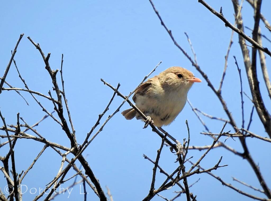 White-winged Fairywren (Malurus leucopterus)