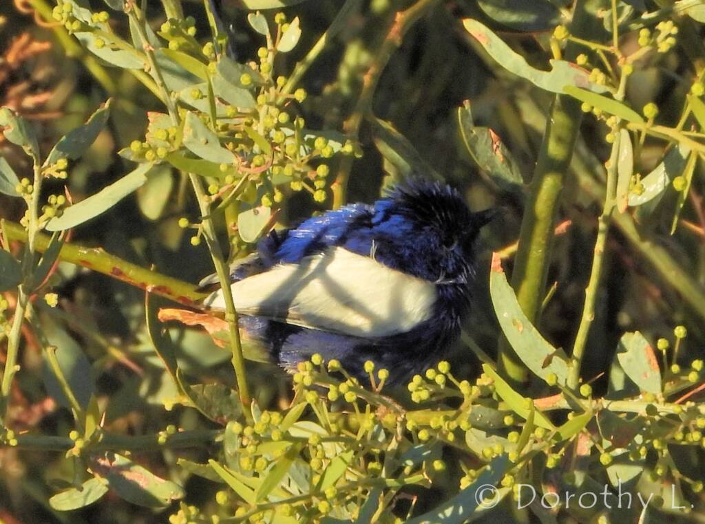 Male White-winged Fairywren (Malurus leucopterus)