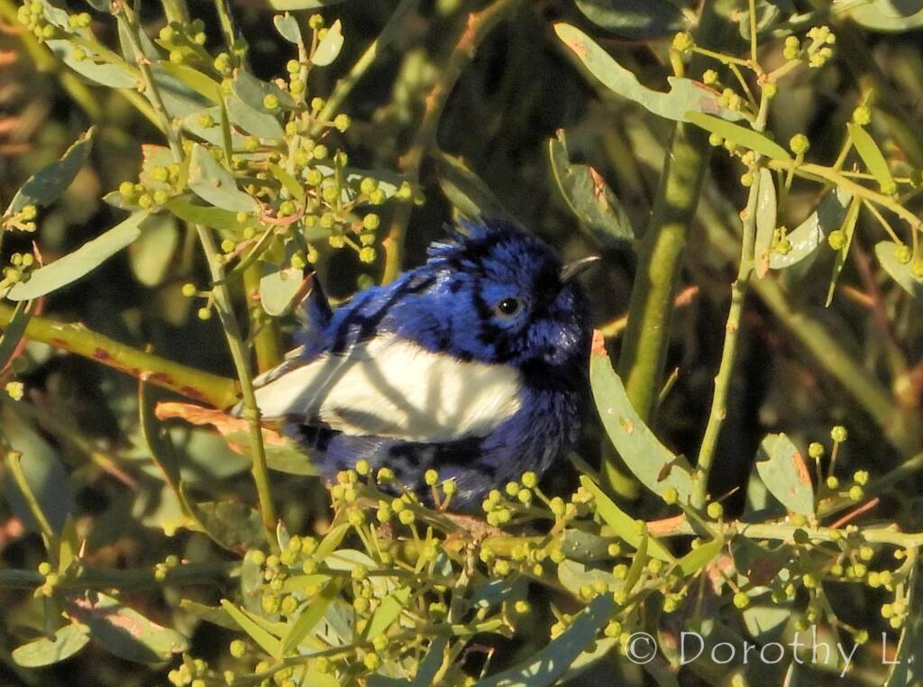 Male White-winged Fairywren (Malurus leucopterus)