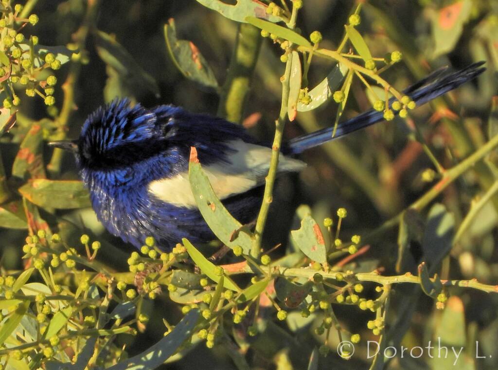 Male White-winged Fairywren (Malurus leucopterus)