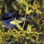 Male White-winged Fairywren (Malurus leucopterus)