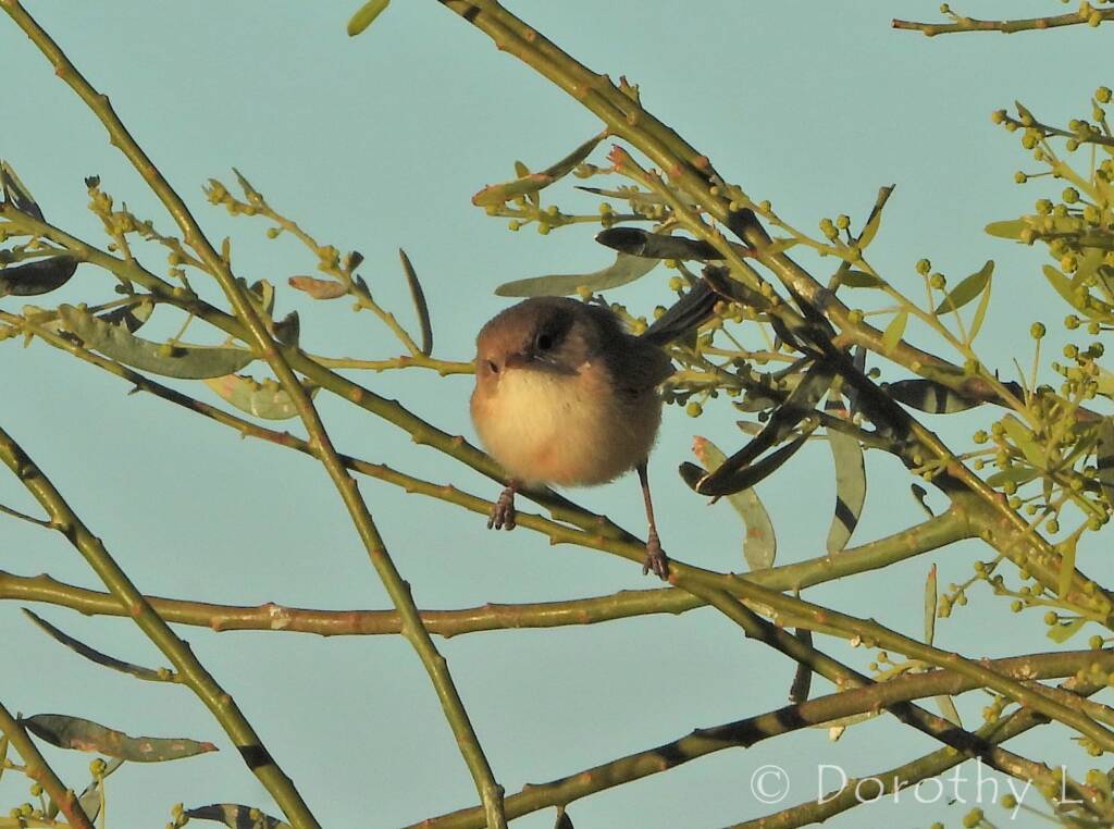 Female White-winged Fairywren (Malurus leucopterus)