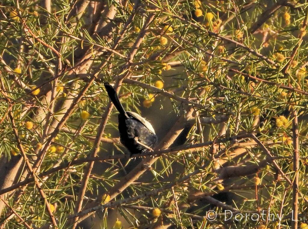 Male White-winged Fairywren (Malurus leucopterus)