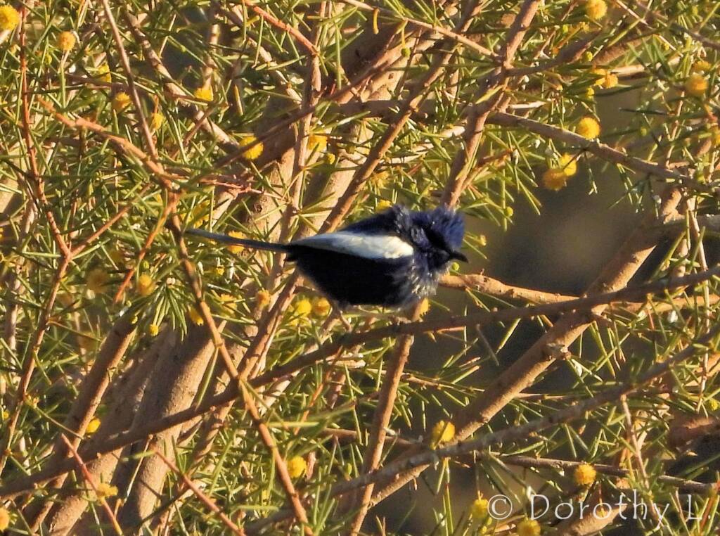Male White-winged Fairywren (Malurus leucopterus)