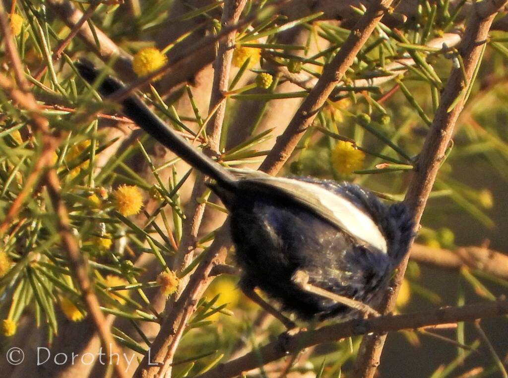 Male White-winged Fairywren (Malurus leucopterus)
