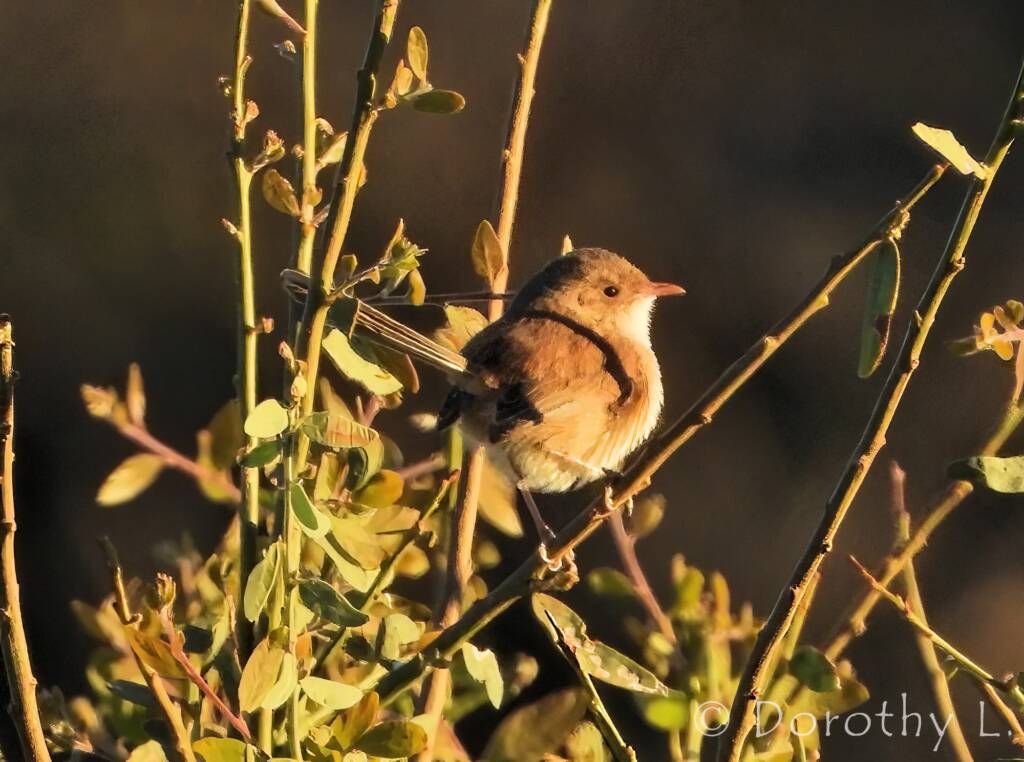 Female White-winged Fairywren (Malurus leucopterus)