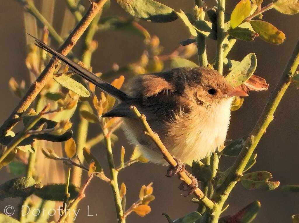 Female White-winged Fairywren (Malurus leucopterus)