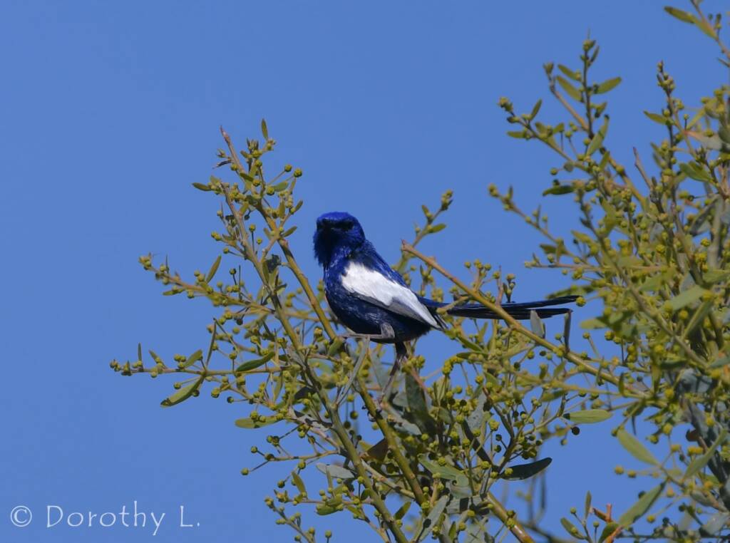 White-winged Fairywren (Malurus leucopterus)