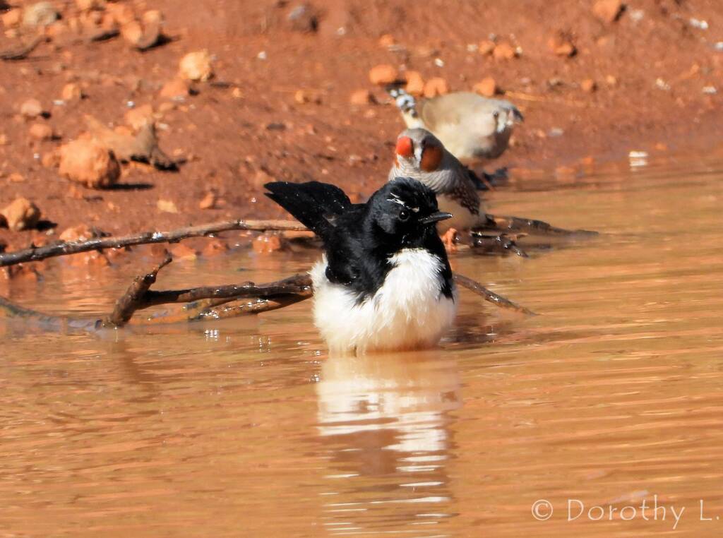 Willy Wagtail (Rhipidura leucophrys)