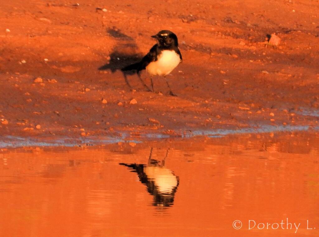 Willy Wagtail (Rhipidura leucophrys)