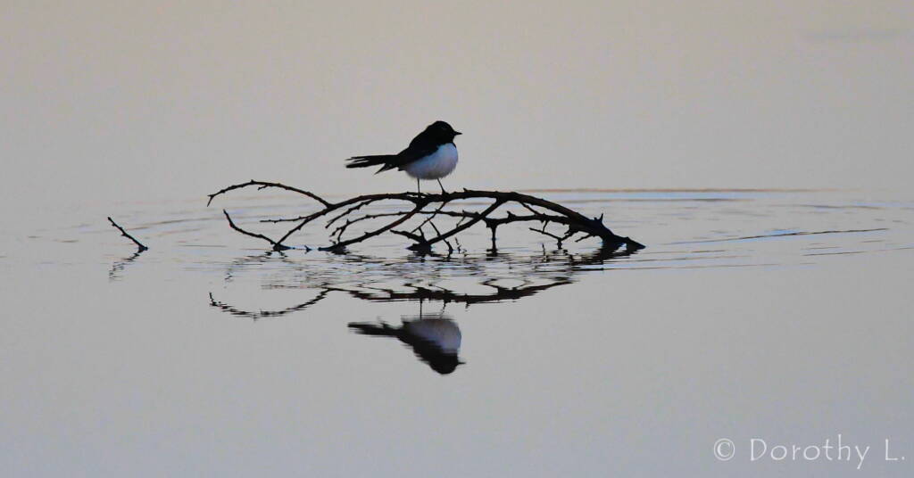 Willy Wagtail (Rhipidura leucophrys)