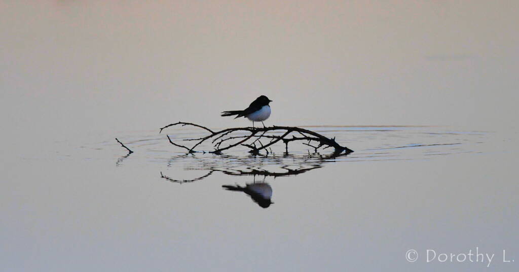 Willy Wagtail (Rhipidura leucophrys)