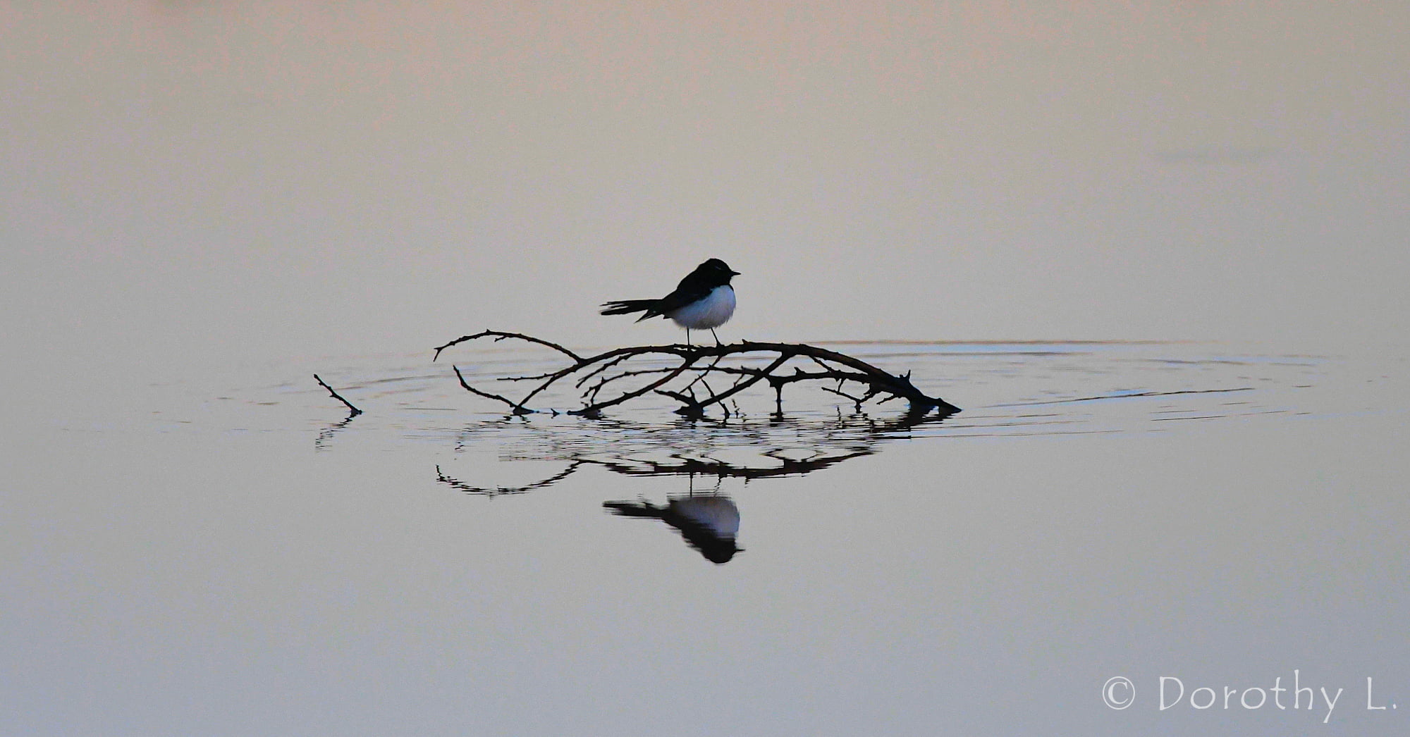 Willy Wagtail (Rhipidura leucophrys)