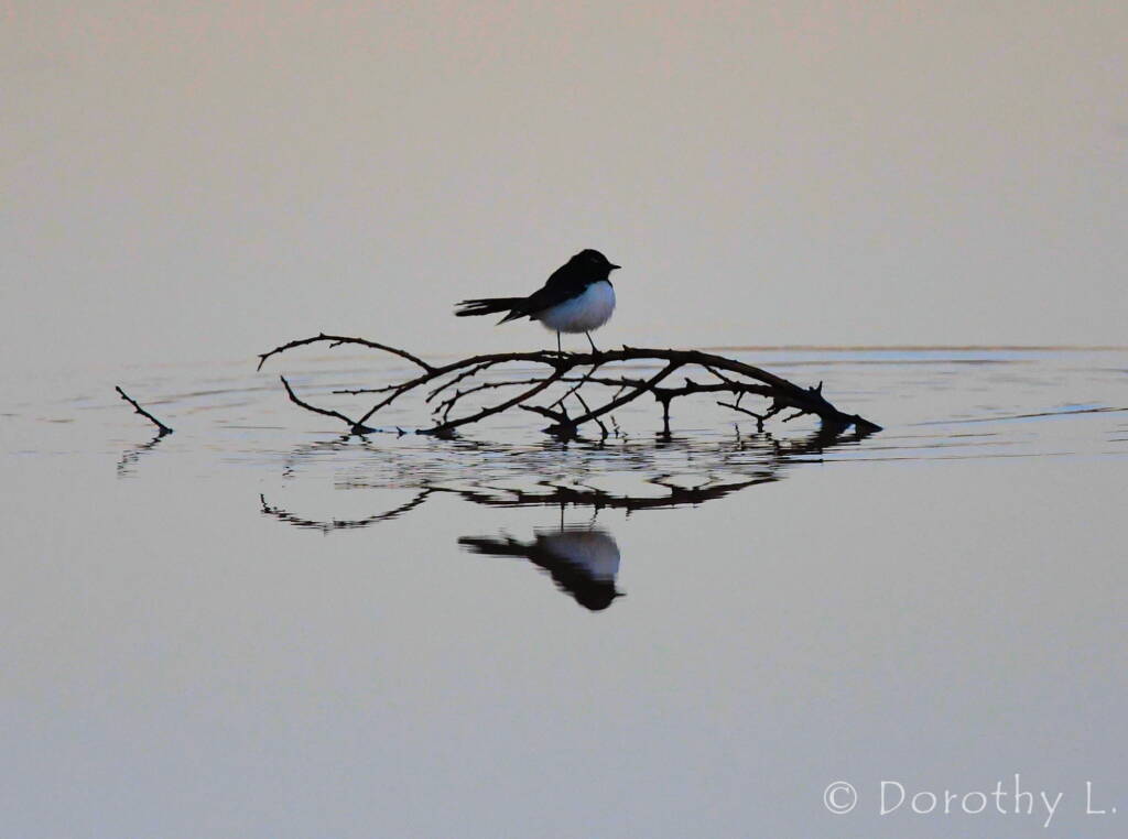 Willy Wagtail (Rhipidura leucophrys)