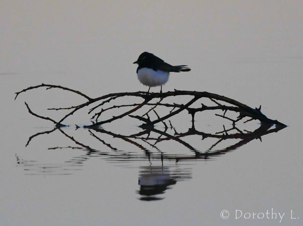 Willy Wagtail (Rhipidura leucophrys)