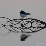 Willy Wagtail (Rhipidura leucophrys)