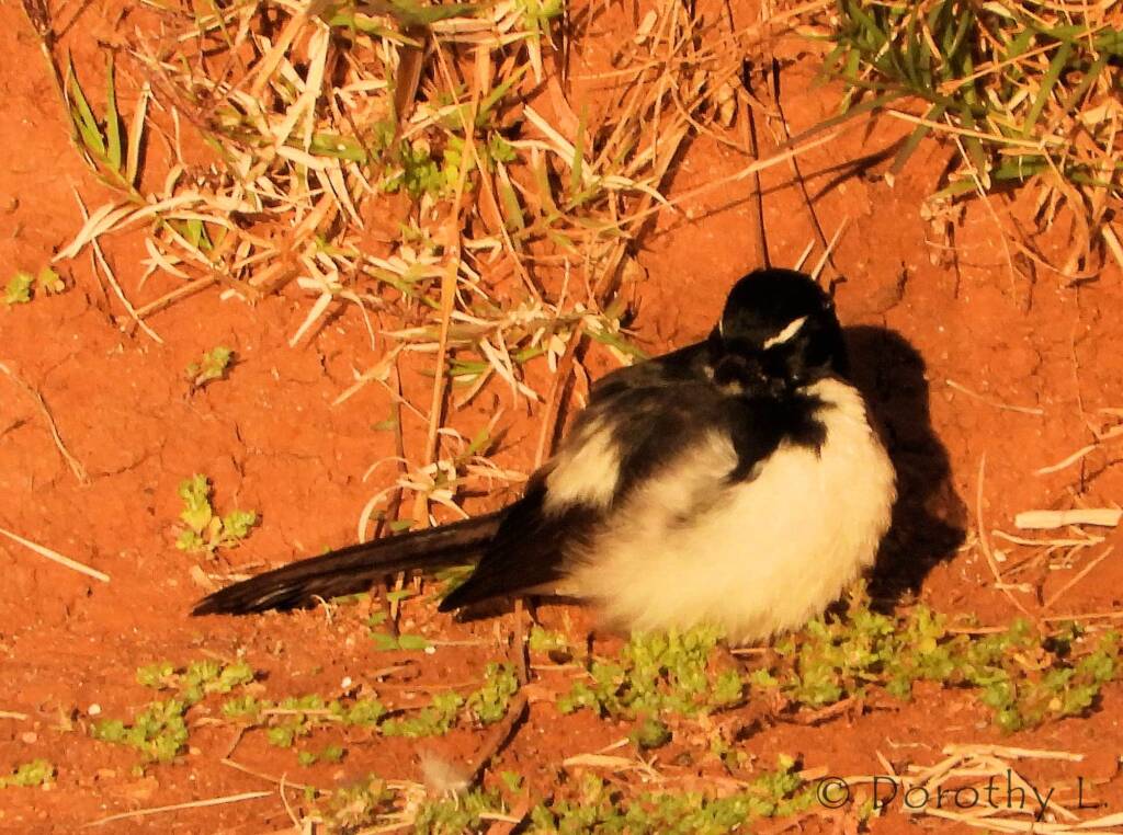 Willy Wagtail (Rhipidura leucophrys)