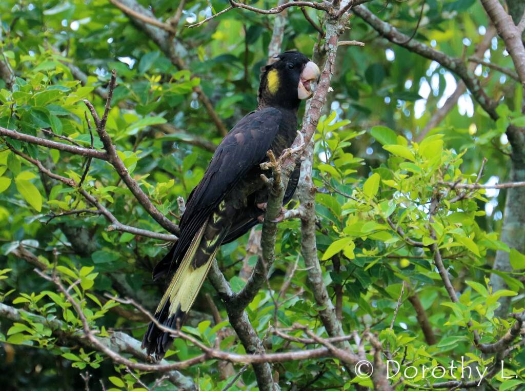 Yellow-tailed Black Cockatoo (Zanda funerea)