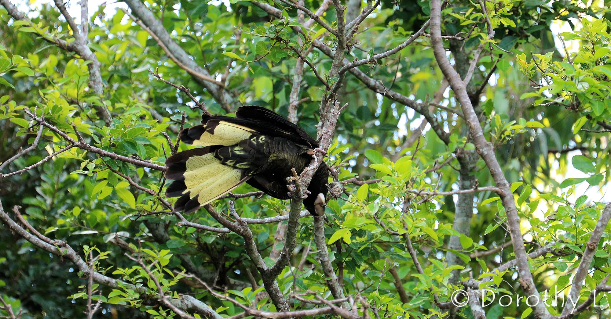 Yellow-tailed Black Cockatoo (Zanda funerea)