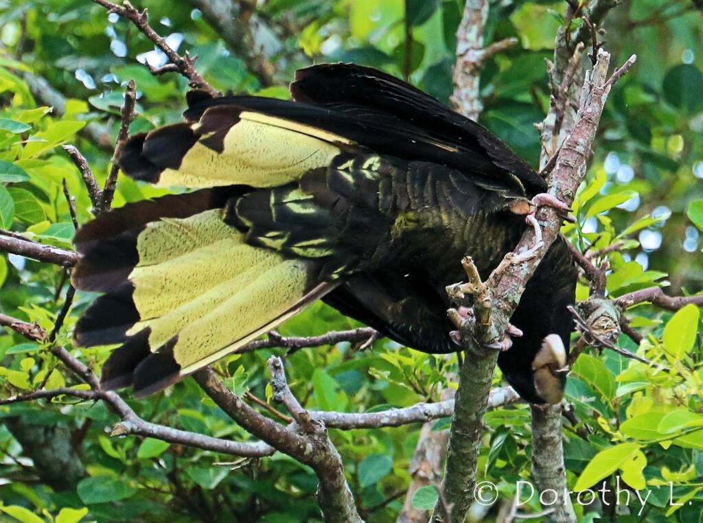 Yellow-tailed Black Cockatoo (Zanda funerea)