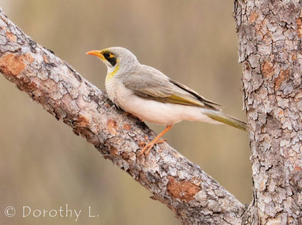 Yellow-throated Miner (Manorina flavigula)