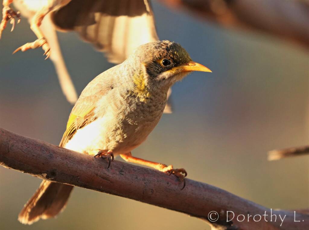 Yellow-throated Miner (Manorina flavigula)