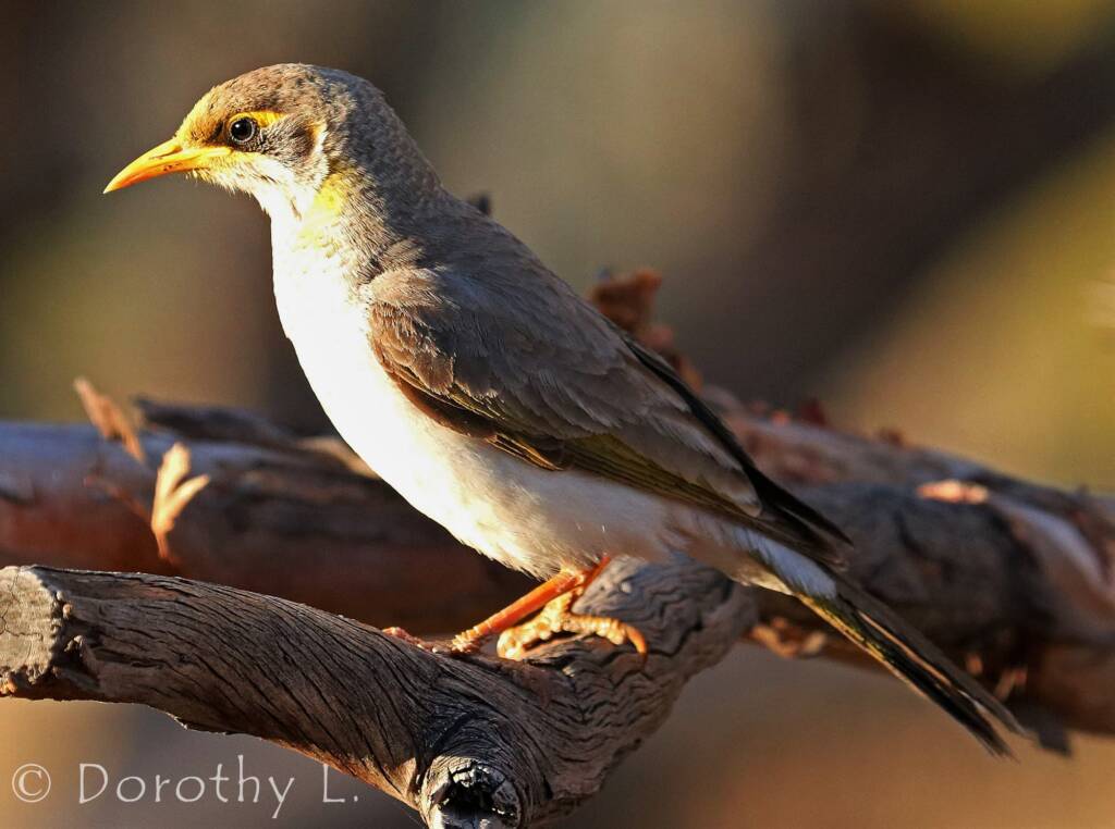 Yellow-throated Miner (Manorina flavigula)
