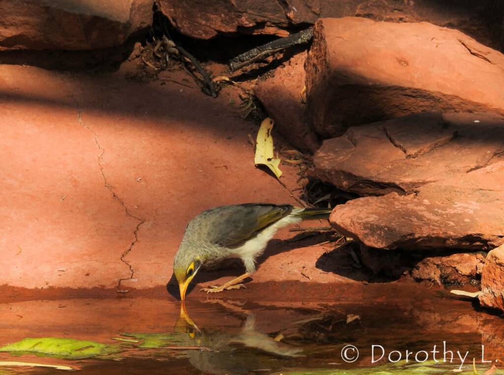 Yellow-throated Miner (Manorina flavigula)