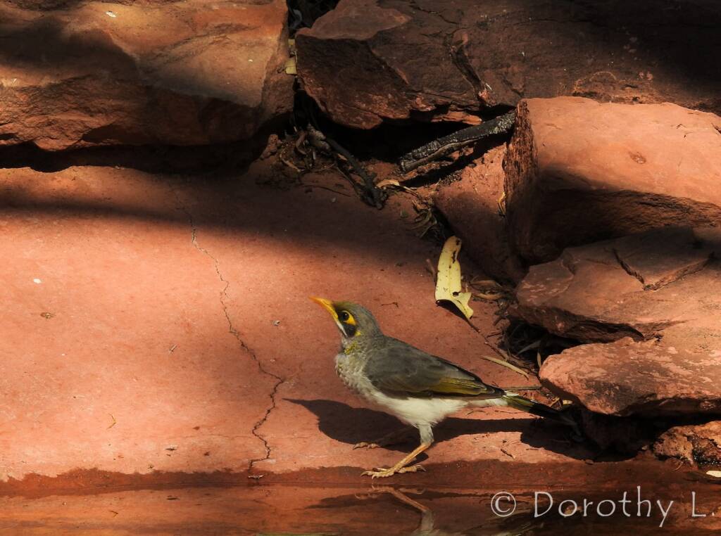 Yellow-throated Miner (Manorina flavigula)