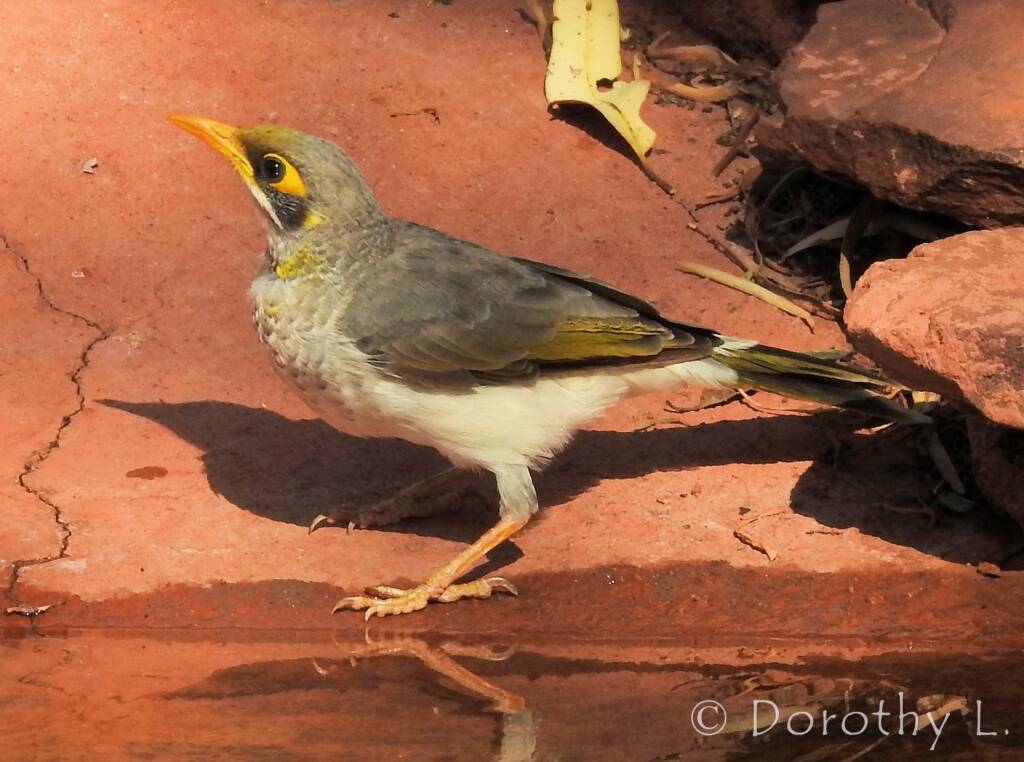 Yellow-throated Miner (Manorina flavigula)